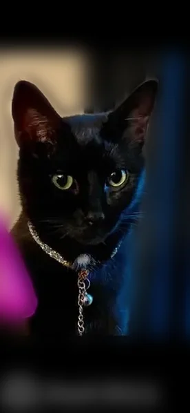 Lost cat, female, Kelley Chapel Road, 2819, Decatur - very black shiny coat - photo