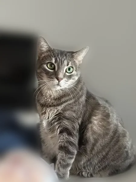 Lost cat, female, Kensington Court, Philadelphia - gray and white tabby with green eyes - photo
