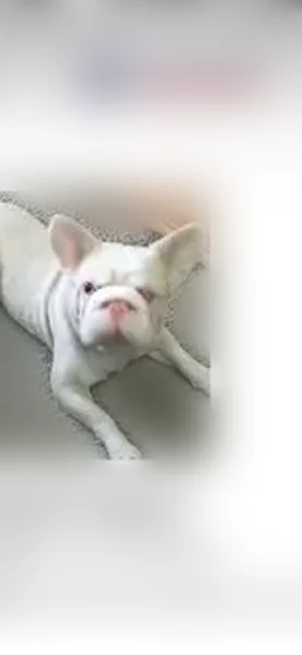 Lost dog, male, Kirk Street, 1228, Channelview - black collar, bad vision - photo