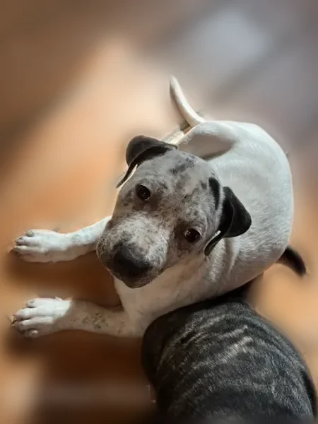 Lost dog, female, East Webster Road, Flint - 5-month-old puppy - photo