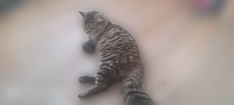Lost cat, Maplewood Avenue, 222, Columbus - male, gray and white long-haired cat with black feet - photo