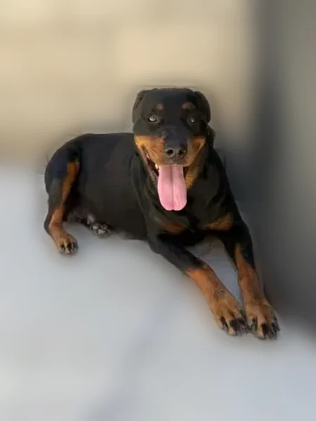 Found dog, female, Sarona Street, 5802, Bakersfield — recently pregnant - photo