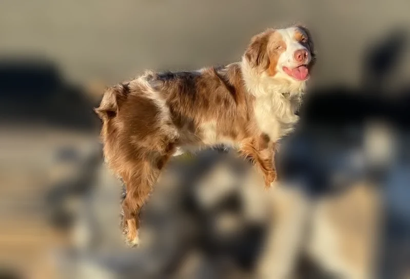 Lost dog, Brook Drive, 24938, Madera - female - photo