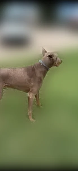 Lost dog, Walnut Hill Lane, 2661, Dallas - brown male - photo