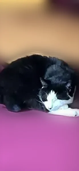 Lost cat, Southwest 13th Court, 1933, Gresham - female, black and white fur - photo