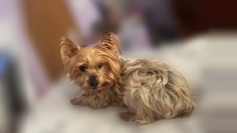 Lost dog, Pintail Creek Drive, 4560, Canal Winchester - male - photo
