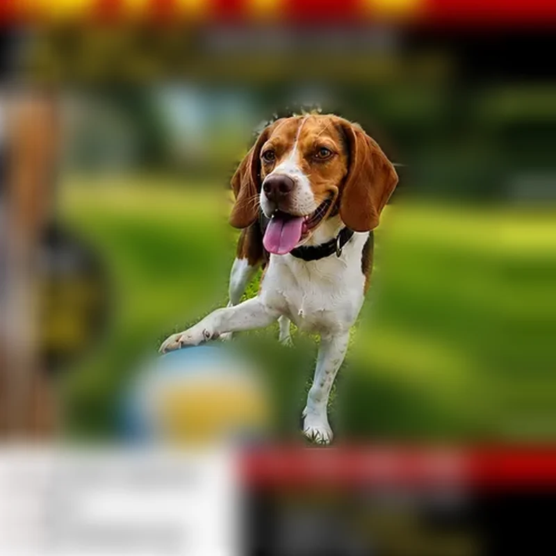 Lost dog, Clearview Drive, Elizabethtown, Orlando - photo