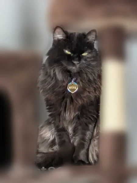 Lost cat, Sumner Street, 686, Akron - male, small black domestic longhair - photo