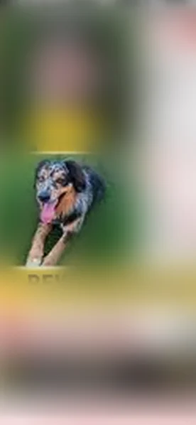 Lost dog, East 4th Street, 551, Los Angeles - male Australian Shepherd - photo