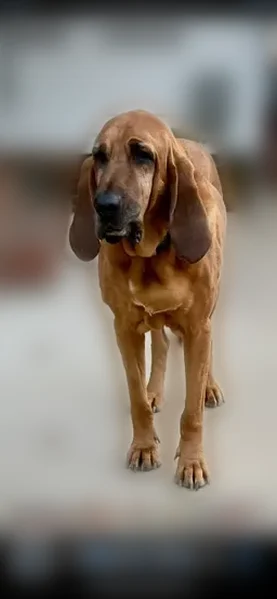 Lost dog, South Southerland Street, Mount Olive, Fayetteville - female bloodhound, deaf - photo