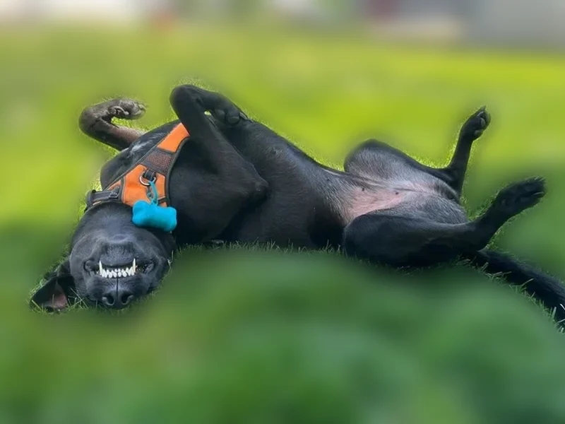 Lost dog, Rattlesnake Pike, 759, Julian, Philadelphia - female, fully black, around 100 lbs - photo