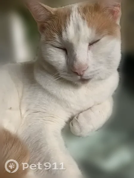Lost cat, Lane Drive, 614, Nashville - male - photo
