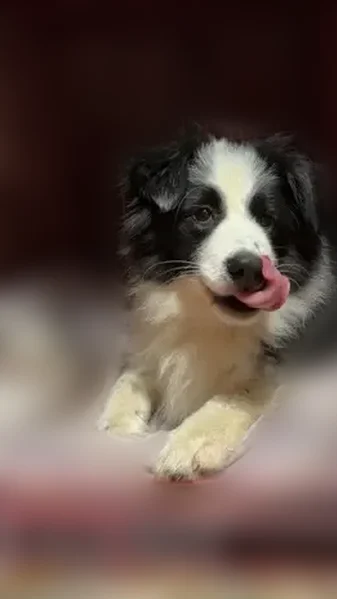 Lost dog, Buffalo Road, 2310, Sandy Ridge, Walnut Cove - female, black and white - photo