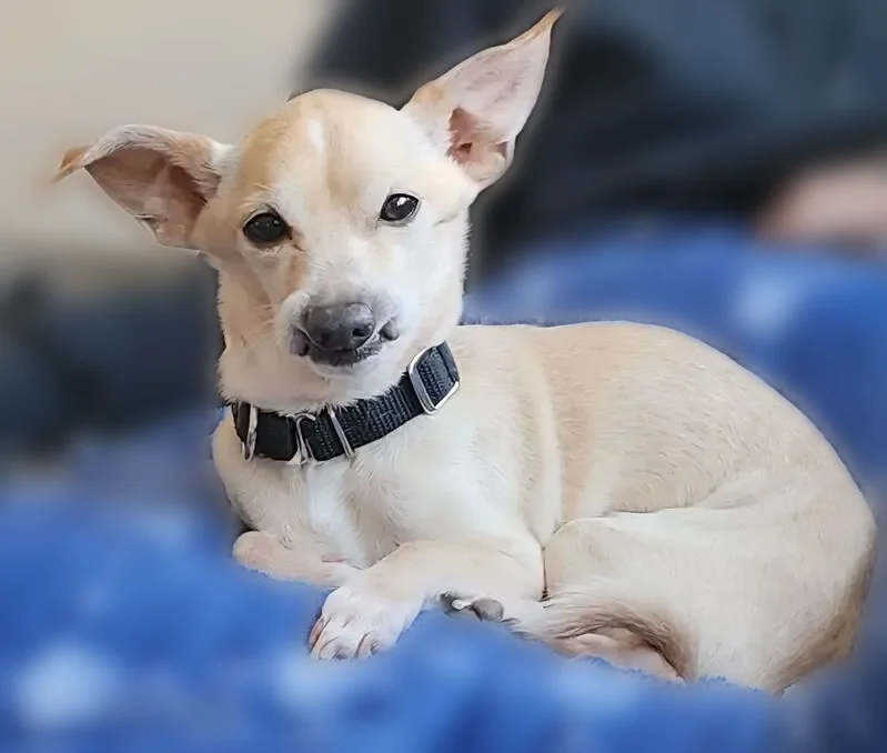 Lost dog, Topsfield Road, 119, Wenham, Beverly - male, tan/blonde with a black collar - photo