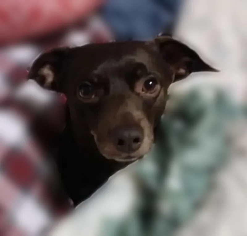 Lost dog, Perks Drive, 1655, Winston-Salem - male, limping, almost blind - photo