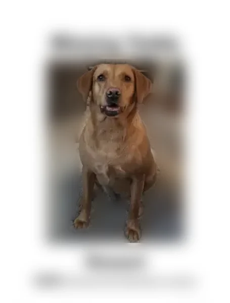 Lost dog, Fairwoods Lane, LaGrange - female, electric fence collar - photo