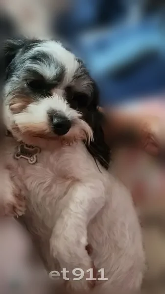 Lost dog, Lindley Avenue, Los Angeles - female with a pink Minnie Mouse collar - photo