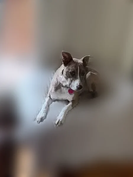 Lost dog, Wake Forrest Drive, 302, San Antonio - female Catahoula - photo
