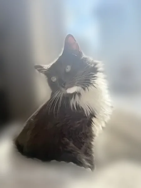 Lost cat, Littlefield Road, 86, Lisbon, Chicago - female, gray and white, long-haired, tailless - photo