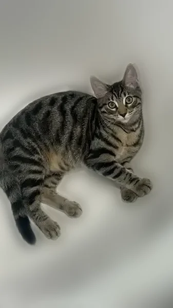 Lost cat, North 19th Avenue, 1300, Melrose Park, Morton Grove - male, black collar with a golden bell and moon crescent - photo