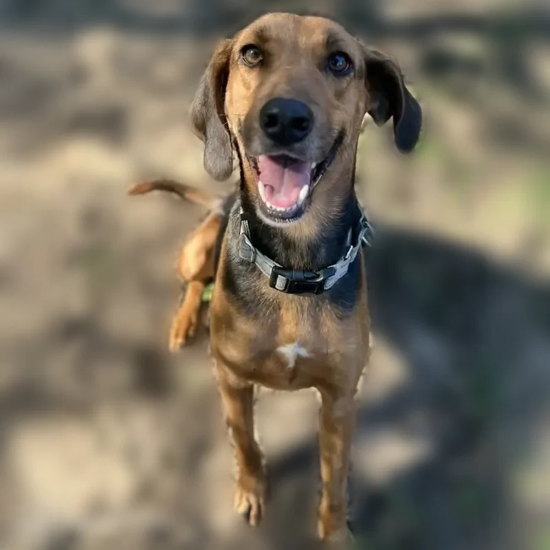 Lost dog, Kelson Road, 321, Pensacola - male - photo