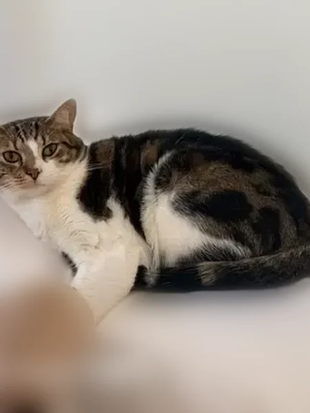 Lost cat, Alabama Avenue, 7472, Los Angeles - male, very friendly - photo