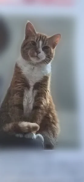 Lost cat, South Springfield Avenue, 2507, Chicago - male, orange and white, 3 years old - photo