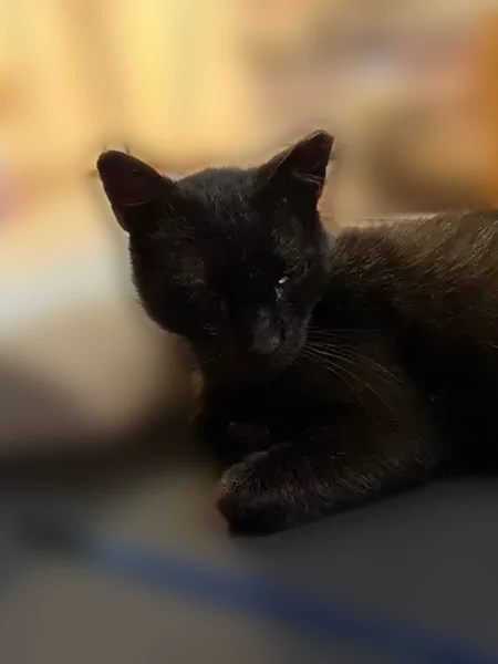 Lost cat, Knapp Road, 145, Lansdale, Washington - male, black, very friendly - photo