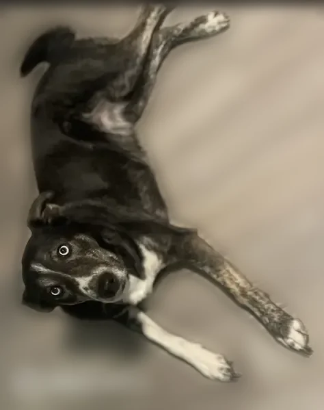 Lost dog, Kingsley Road, 10272, Potosi - mostly black with some white - photo