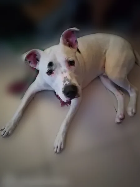 Missing dog Male, Tampa (usl538173) - photo