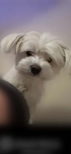 Lost dog, Walnut Hill Lane, Dallas - white, small, male - photo