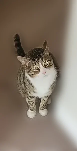 Lost cat, North Cottonwood Alley, 8621, Eagle Mountain, Salt Lake City - male tabby with white mask, belly, and socks - photo