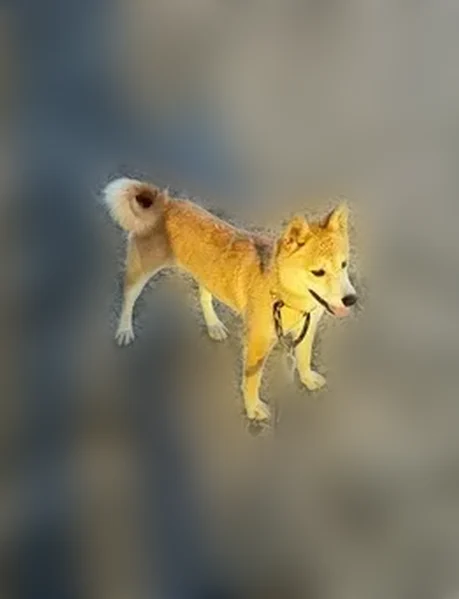 Lost dog, Waterlily Road, Coinjock, Virginia Beach - female, named Betty, may respond to Maggie - photo