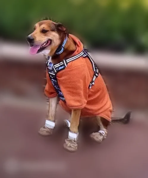 Lost dog, Jacksonville, Florida - female - photo