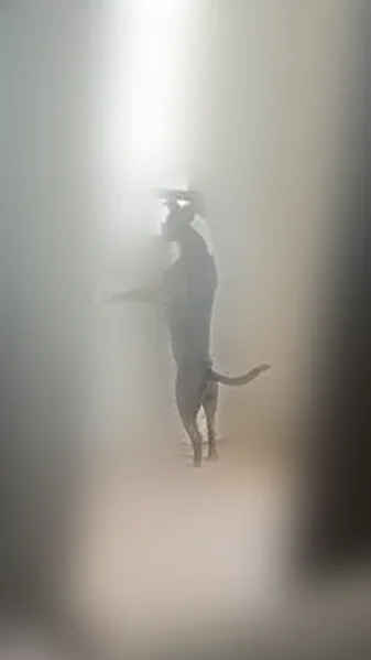 Missing dog Male, Mesa (usl538187) - photo