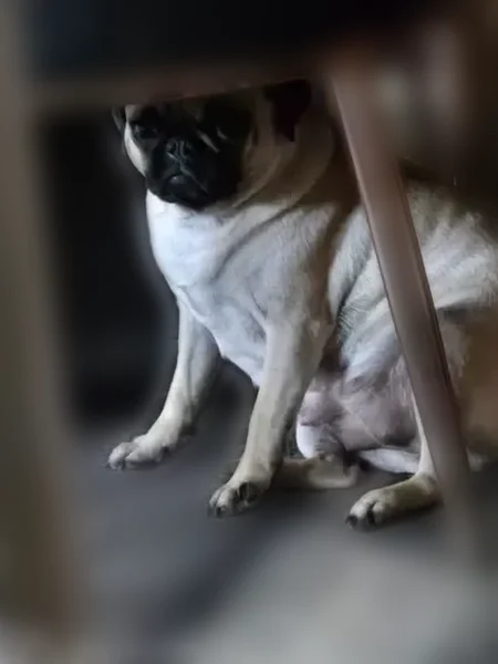 Lost dog, Bernay Court, 2334, Stockton - female, tan or light brown, no collar - photo