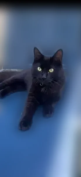 Lost cat, Pinewood Avenue, 35, Sudbury, West Concord - female, black domestic long hair - photo