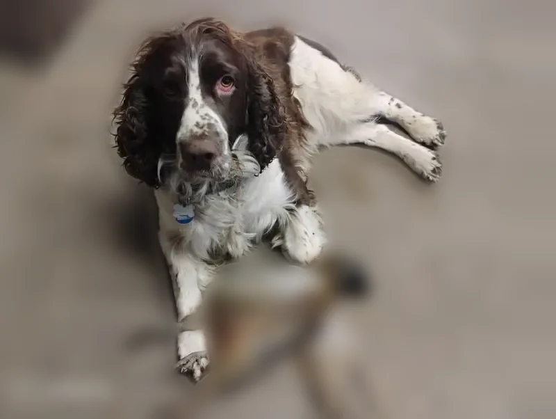 Lost dog, Little Valley, Olean - male Springer Spaniel with a blue collar - photo