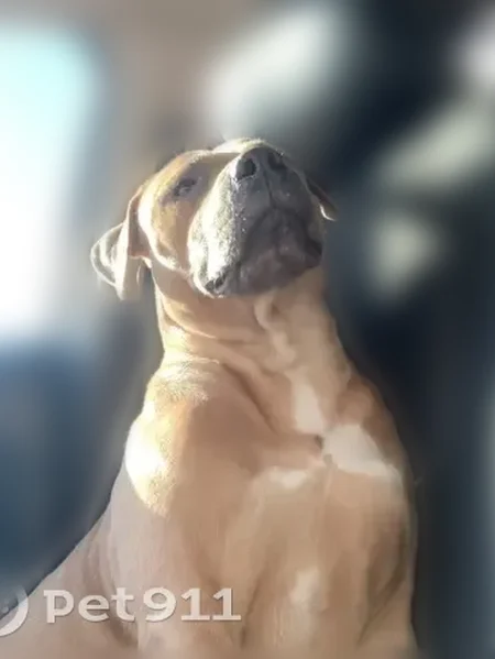Lost dog, Stephenson Street, 2544, Dallas - photo