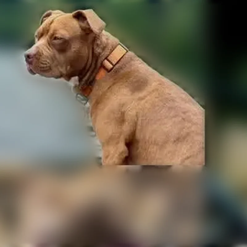 Lost Dog, Mattison Road, 761, Pownal - female, orange collar - photo