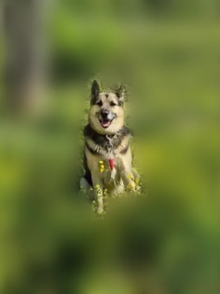 Lost dog, West Creek Road, 593, Oneida, Nashville - male, may be injured - photo