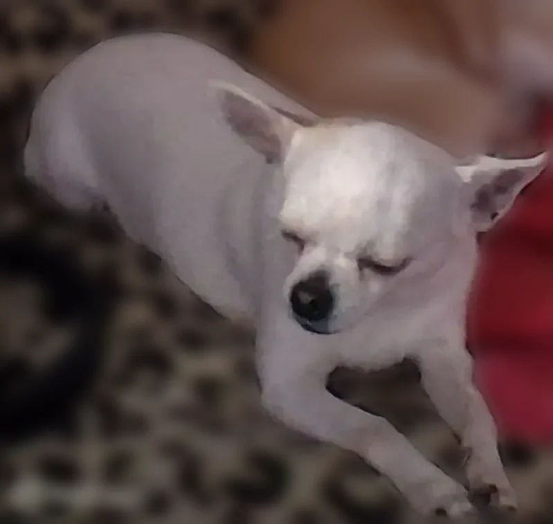 Perdu chien femelle, Rue Pasteur, 16, Baccarat, Paris - chihuahua blanche avec oreille brune - photo
