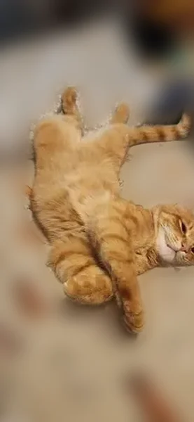 Lost cat, SW Labrousse Rd & SW Middleton Rd, Sherwood - orange male shorthair tabby - photo