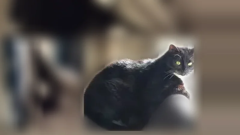 Lost cat, Oxford Lane, Hampstead, Essex - female, all black with white neck, belly and paws - photo