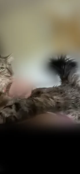 Lost cat, Village Drive, 11, Southbridge, Fairfield - female, long-haired tabby and Maine Coon mix - photo