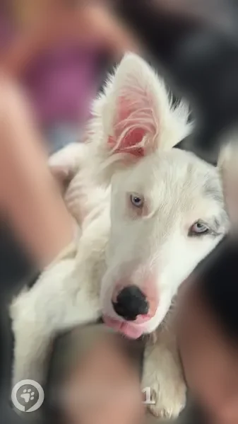 Lost dog, State Highway B, 5305, Ellington - female, all white with blue Merle markings - photo