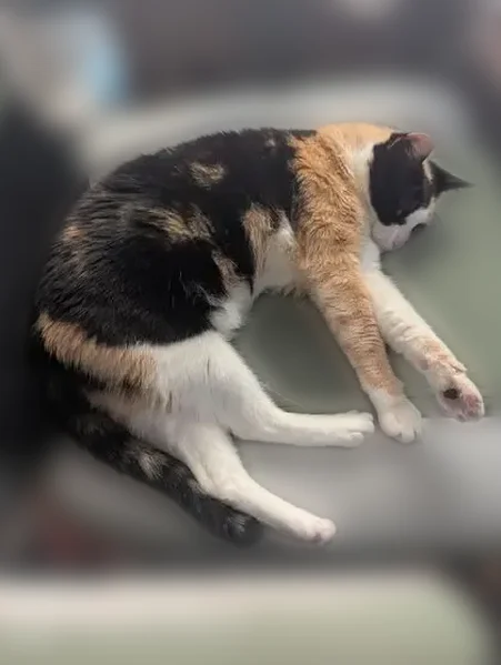 Missing cat Female, Tampa (usl538234) - photo