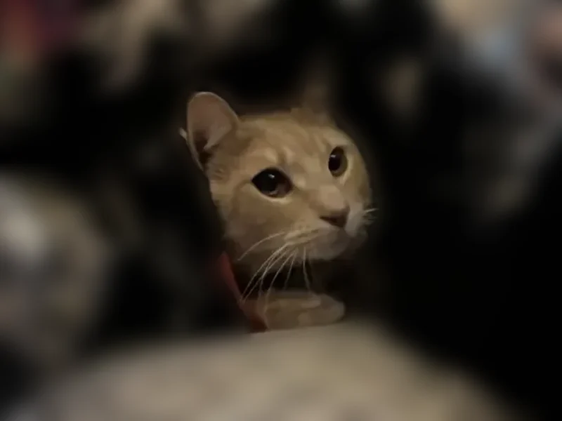 Lost cat, West Burnett Avenue, 222, Louisville - male, mostly orange striped pattern - photo