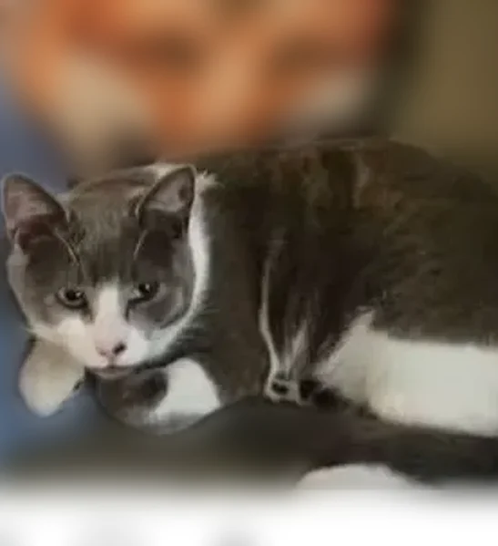 Lost cat, 22nd Street Southeast, 3402, Puyallup - male neutered gray and white - photo