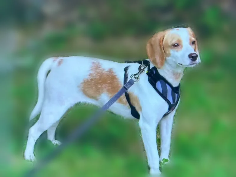 Lost dog, Annis Road, 74, Hermon, Carmel - female beagle, tan and white - photo